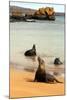 Three Galapagos Sea Lions Play on the Shore of Bartholomew Island. Ecuador, South America-Kymri Wilt-Mounted Photographic Print