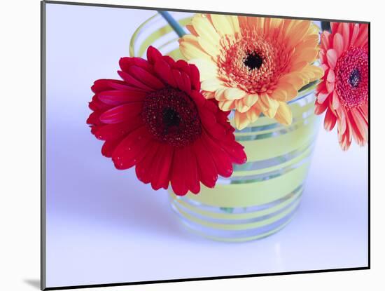 Three Gerbera Daisies Blue-Sabine Jacobs-Mounted Photographic Print