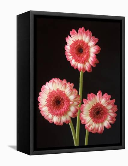 Three Gerbera Daisies on Dark Background-Clive Nichols-Framed Premier Image Canvas