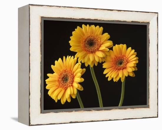 Three Gerbera Daisies on Dark Background-Clive Nichols-Framed Premier Image Canvas