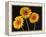 Three Gerbera Daisies on Dark Background-Clive Nichols-Framed Premier Image Canvas