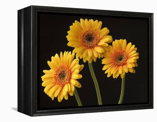 Three Gerbera Daisies on Dark Background-Clive Nichols-Framed Premier Image Canvas