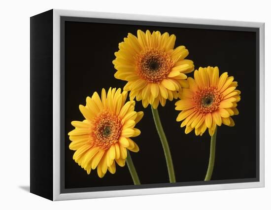 Three Gerbera Daisies on Dark Background-Clive Nichols-Framed Premier Image Canvas