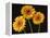 Three Gerbera Daisies on Dark Background-Clive Nichols-Framed Premier Image Canvas