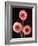 Three Gerbera Daisies on Dark Background-Clive Nichols-Framed Photographic Print