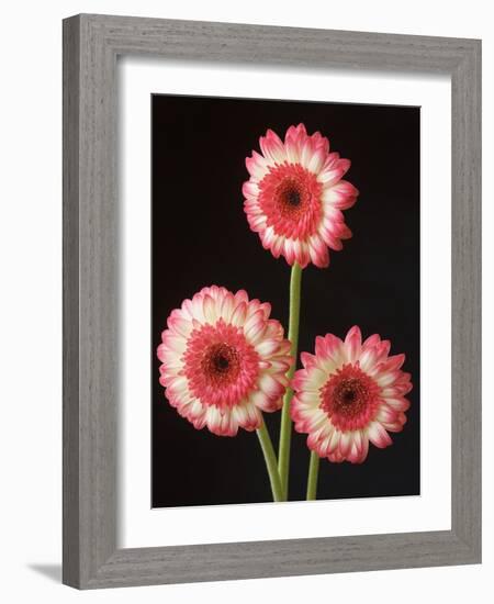 Three Gerbera Daisies on Dark Background-Clive Nichols-Framed Photographic Print