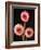 Three Gerbera Daisies on Dark Background-Clive Nichols-Framed Photographic Print