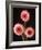 Three Gerbera Daisies on Dark Background-Clive Nichols-Framed Photographic Print