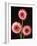 Three Gerbera Daisies on Dark Background-Clive Nichols-Framed Photographic Print