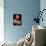 Three Gerbera Daisies on Dark Background-Clive Nichols-Mounted Photographic Print displayed on a wall