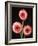 Three Gerbera Daisies on Dark Background-Clive Nichols-Framed Photographic Print