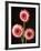 Three Gerbera Daisies on Dark Background-Clive Nichols-Framed Photographic Print