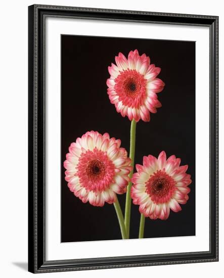 Three Gerbera Daisies on Dark Background-Clive Nichols-Framed Photographic Print