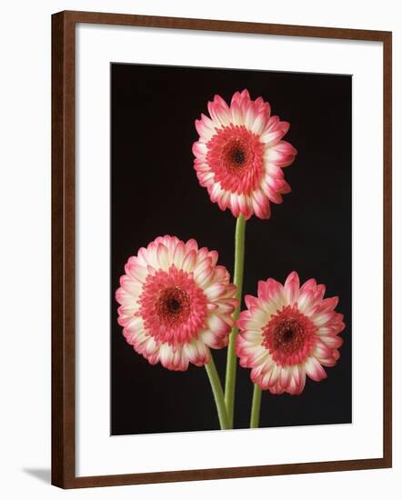 Three Gerbera Daisies on Dark Background-Clive Nichols-Framed Photographic Print