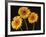 Three Gerbera Daisies on Dark Background-Clive Nichols-Framed Photographic Print