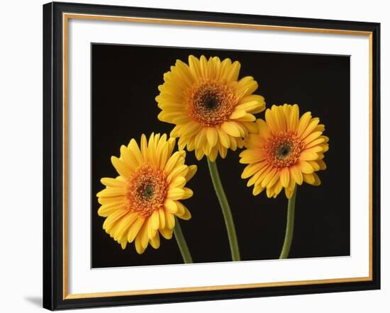 Three Gerbera Daisies on Dark Background-Clive Nichols-Framed Photographic Print