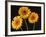 Three Gerbera Daisies on Dark Background-Clive Nichols-Framed Photographic Print