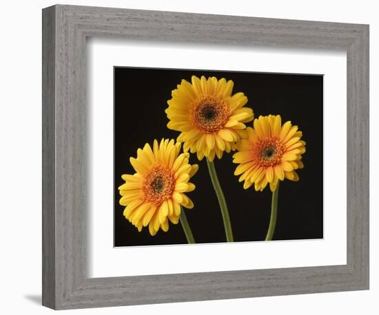 Three Gerbera Daisies on Dark Background-Clive Nichols-Framed Photographic Print