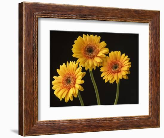 Three Gerbera Daisies on Dark Background-Clive Nichols-Framed Photographic Print