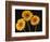 Three Gerbera Daisies on Dark Background-Clive Nichols-Framed Photographic Print