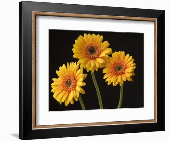 Three Gerbera Daisies on Dark Background-Clive Nichols-Framed Photographic Print