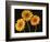 Three Gerbera Daisies on Dark Background-Clive Nichols-Framed Photographic Print