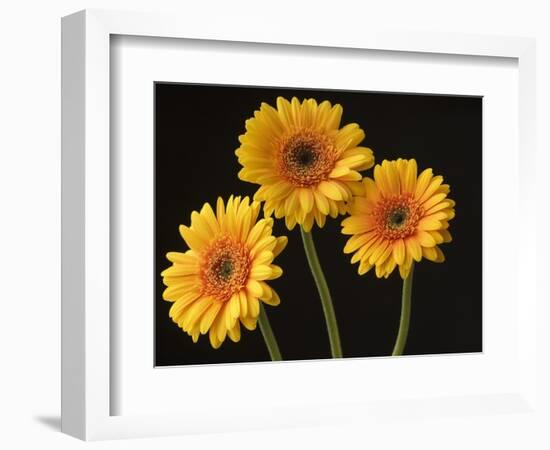 Three Gerbera Daisies on Dark Background-Clive Nichols-Framed Photographic Print