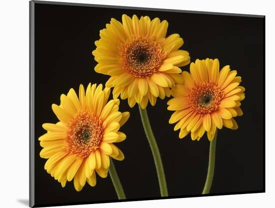 Three Gerbera Daisies on Dark Background-Clive Nichols-Mounted Photographic Print