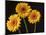 Three Gerbera Daisies on Dark Background-Clive Nichols-Mounted Photographic Print