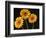 Three Gerbera Daisies on Dark Background-Clive Nichols-Framed Photographic Print