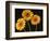 Three Gerbera Daisies on Dark Background-Clive Nichols-Framed Photographic Print