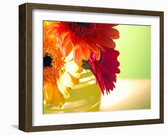 Three Gerbera Daisies-Sabine Jacobs-Framed Photographic Print