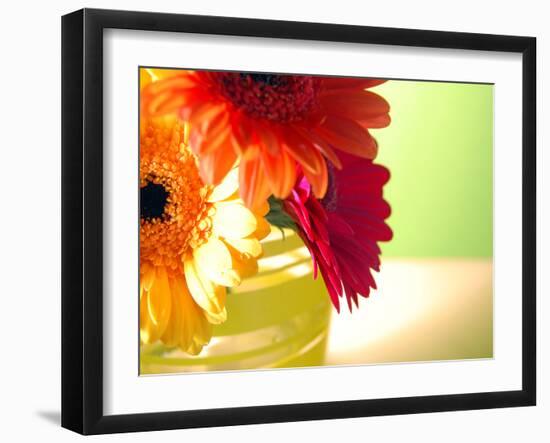 Three Gerbera Daisies-Sabine Jacobs-Framed Photographic Print