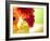 Three Gerbera Daisies-Sabine Jacobs-Framed Photographic Print