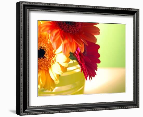 Three Gerbera Daisies-Sabine Jacobs-Framed Photographic Print