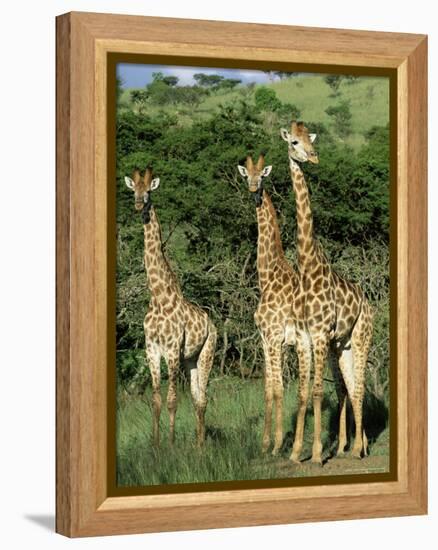 Three Giraffe, Giraffa Camelopardalis, Itala Game Reserve, Kwazulu-Natal, South Africa, Africa-Ann & Steve Toon-Framed Premier Image Canvas