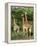 Three Giraffe, Giraffa Camelopardalis, Itala Game Reserve, Kwazulu-Natal, South Africa, Africa-Ann & Steve Toon-Framed Premier Image Canvas