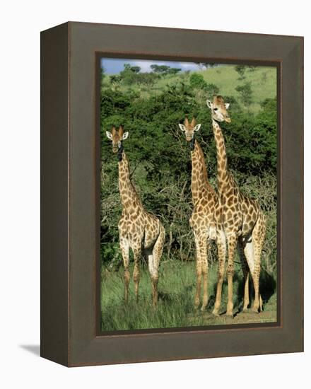 Three Giraffe, Giraffa Camelopardalis, Itala Game Reserve, Kwazulu-Natal, South Africa, Africa-Ann & Steve Toon-Framed Premier Image Canvas