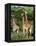 Three Giraffe, Giraffa Camelopardalis, Itala Game Reserve, Kwazulu-Natal, South Africa, Africa-Ann & Steve Toon-Framed Premier Image Canvas