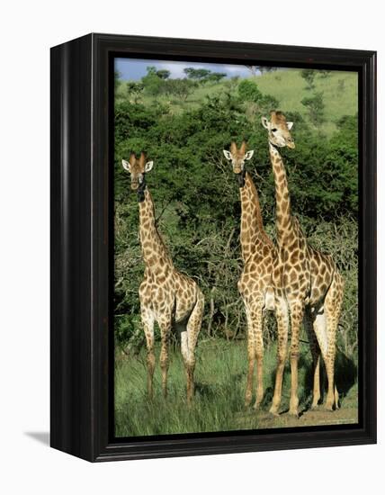 Three Giraffe, Giraffa Camelopardalis, Itala Game Reserve, Kwazulu-Natal, South Africa, Africa-Ann & Steve Toon-Framed Premier Image Canvas