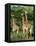 Three Giraffe, Giraffa Camelopardalis, Itala Game Reserve, Kwazulu-Natal, South Africa, Africa-Ann & Steve Toon-Framed Premier Image Canvas