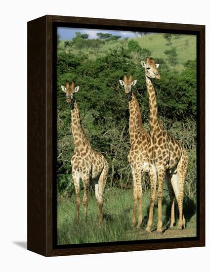 Three Giraffe, Giraffa Camelopardalis, Itala Game Reserve, Kwazulu-Natal, South Africa, Africa-Ann & Steve Toon-Framed Premier Image Canvas