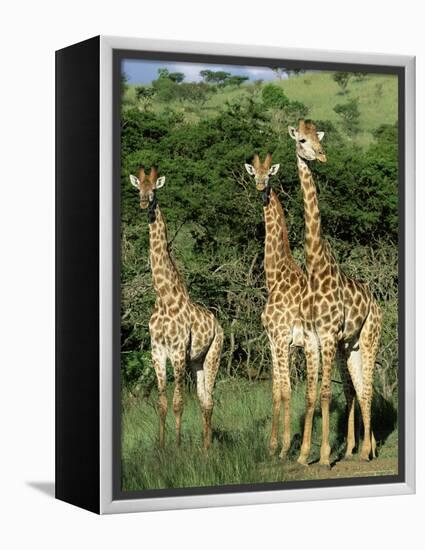 Three Giraffe, Giraffa Camelopardalis, Itala Game Reserve, Kwazulu-Natal, South Africa, Africa-Ann & Steve Toon-Framed Premier Image Canvas