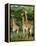 Three Giraffe, Giraffa Camelopardalis, Itala Game Reserve, Kwazulu-Natal, South Africa, Africa-Ann & Steve Toon-Framed Premier Image Canvas