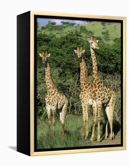 Three Giraffe, Giraffa Camelopardalis, Itala Game Reserve, Kwazulu-Natal, South Africa, Africa-Ann & Steve Toon-Framed Premier Image Canvas