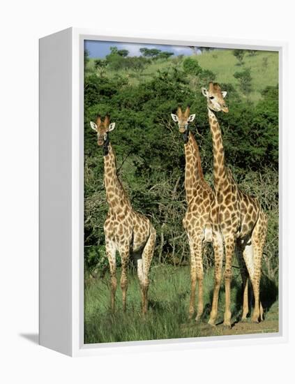 Three Giraffe, Giraffa Camelopardalis, Itala Game Reserve, Kwazulu-Natal, South Africa, Africa-Ann & Steve Toon-Framed Premier Image Canvas