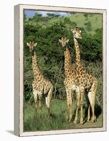 Three Giraffe, Giraffa Camelopardalis, Itala Game Reserve, Kwazulu-Natal, South Africa, Africa-Ann & Steve Toon-Framed Premier Image Canvas