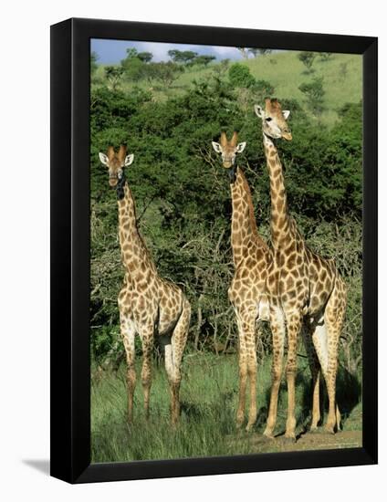 Three Giraffe, Giraffa Camelopardalis, Itala Game Reserve, Kwazulu-Natal, South Africa, Africa-Ann & Steve Toon-Framed Premier Image Canvas