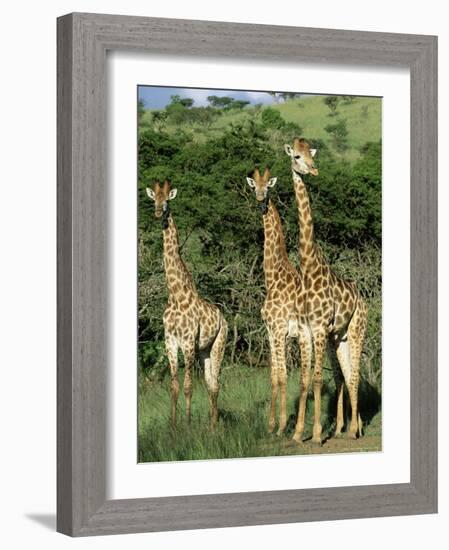 Three Giraffe, Giraffa Camelopardalis, Itala Game Reserve, Kwazulu-Natal, South Africa, Africa-Ann & Steve Toon-Framed Photographic Print