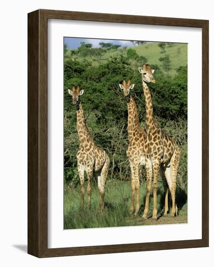 Three Giraffe, Giraffa Camelopardalis, Itala Game Reserve, Kwazulu-Natal, South Africa, Africa-Ann & Steve Toon-Framed Photographic Print